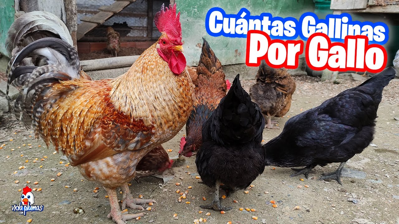 cuantas gallinas puedo tener en mi parcela