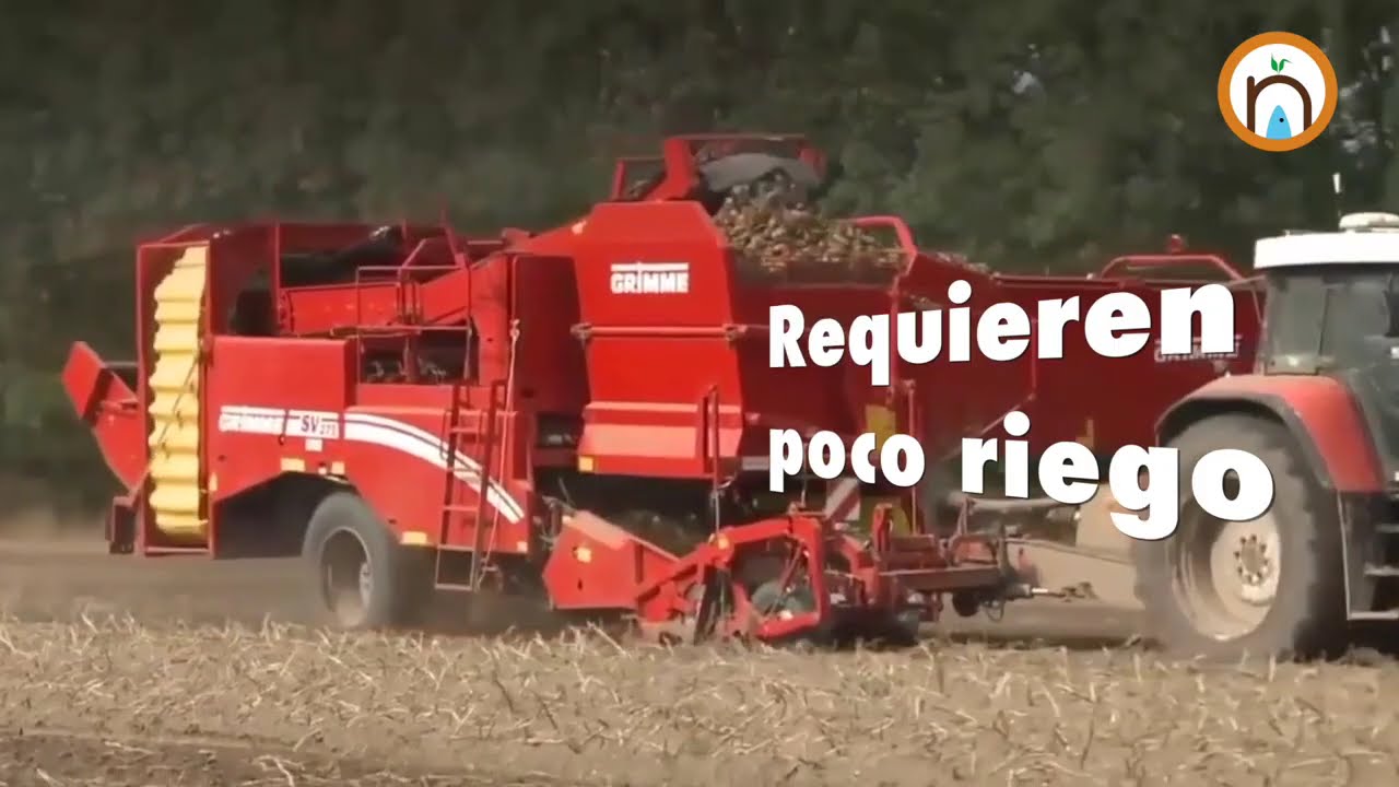 cultivos que necesitan poca agua