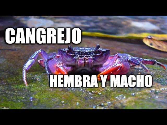 diferencia entre cangrejo macho y hembra