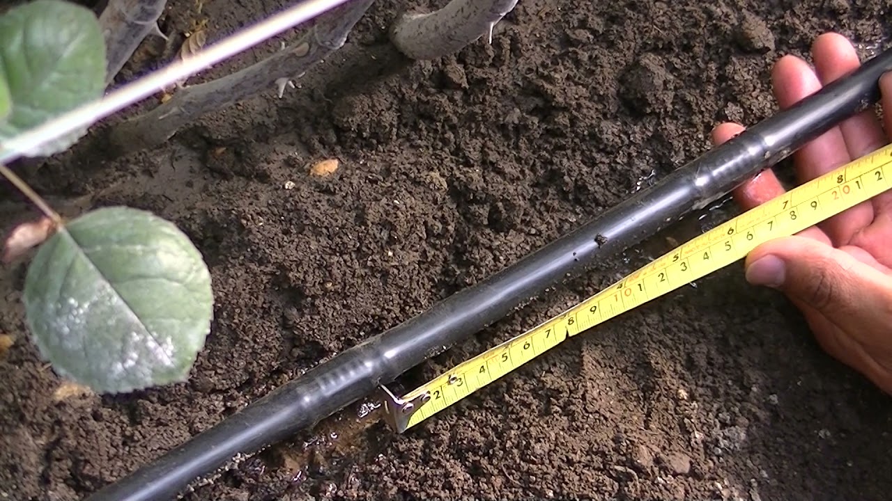 distancia del gotero a la planta