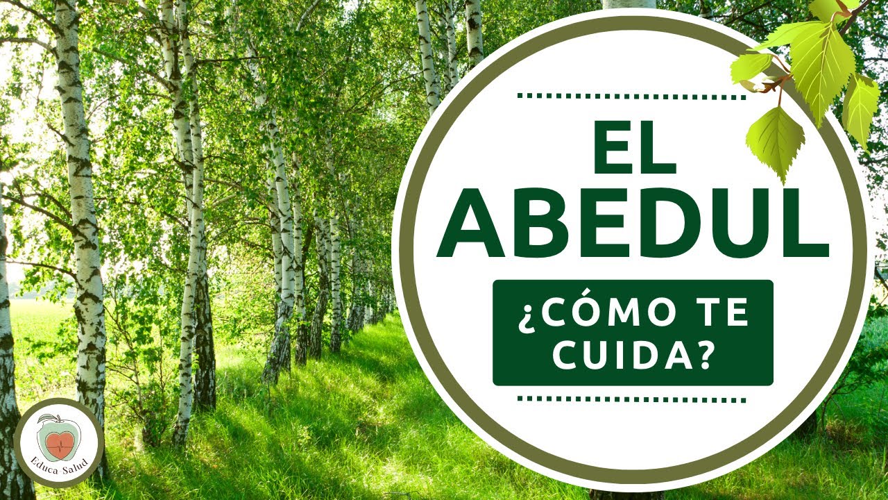 para que sirve el abedul