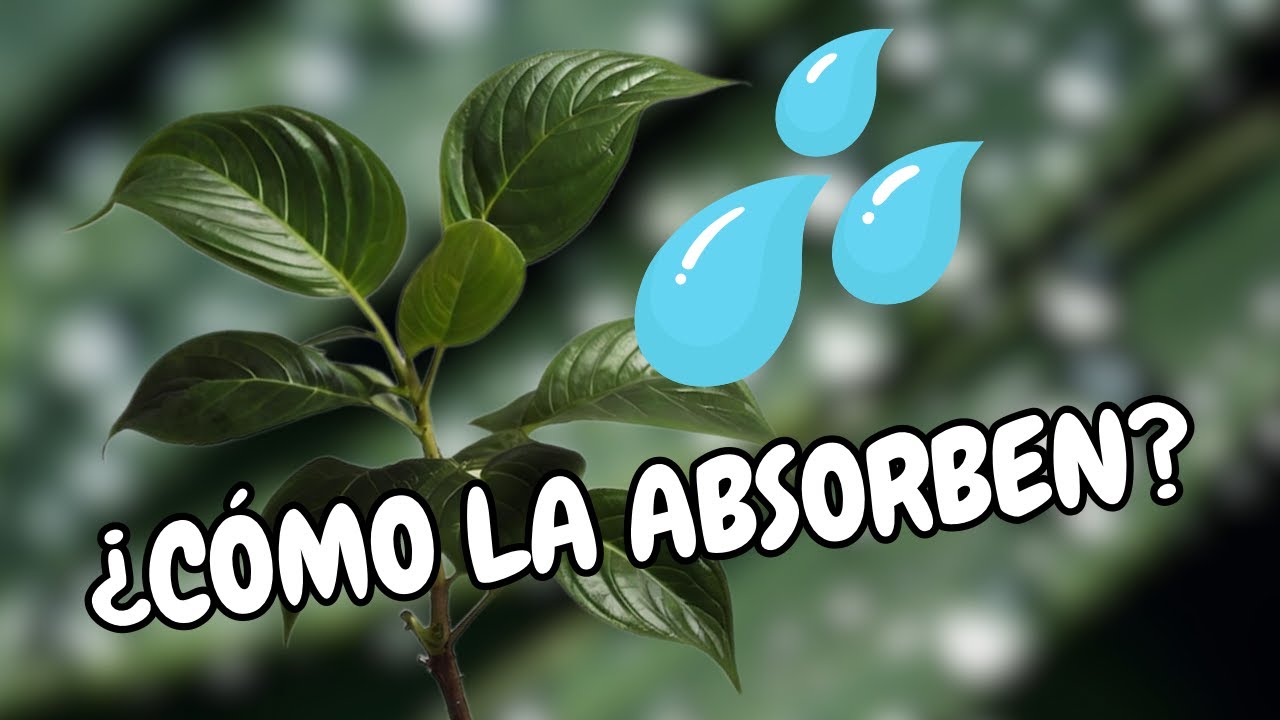 por donde absorben agua las plantas