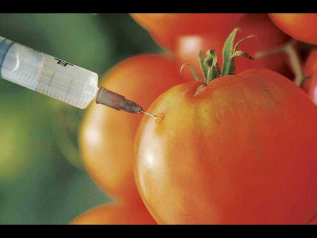 que son las plantas transgenicas