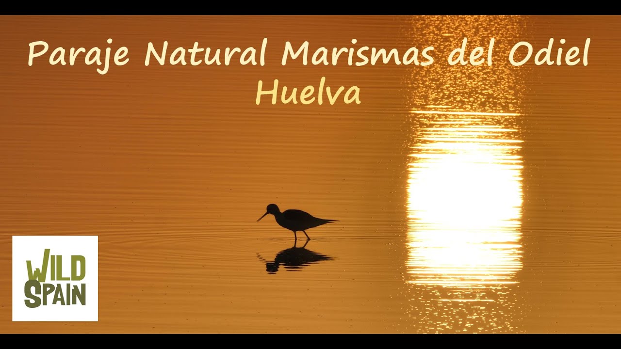 visita guiada marismas del odiel