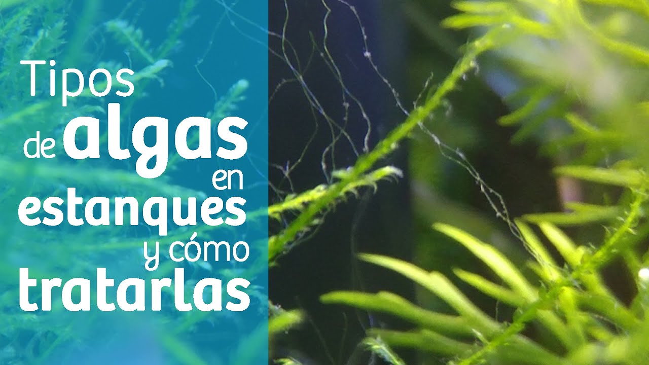 antialgas para estanques con peces
