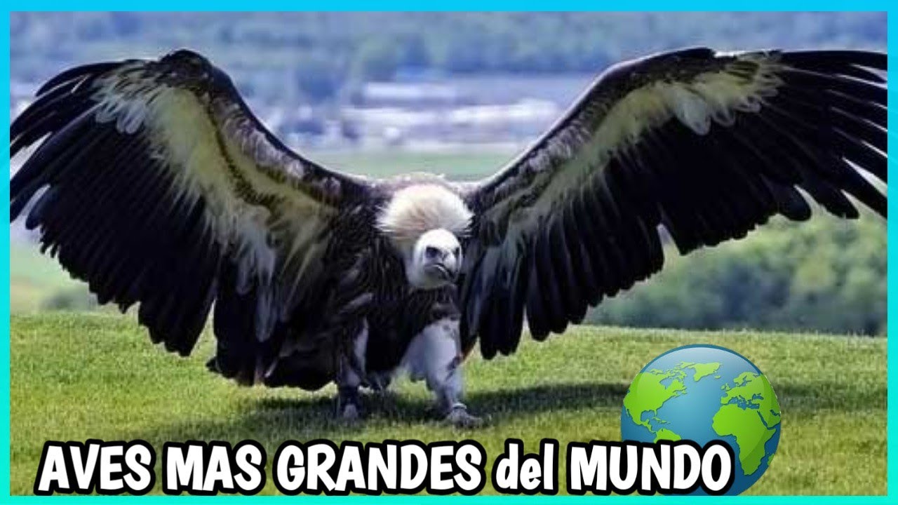 aves de gran tamaño como las avutardas