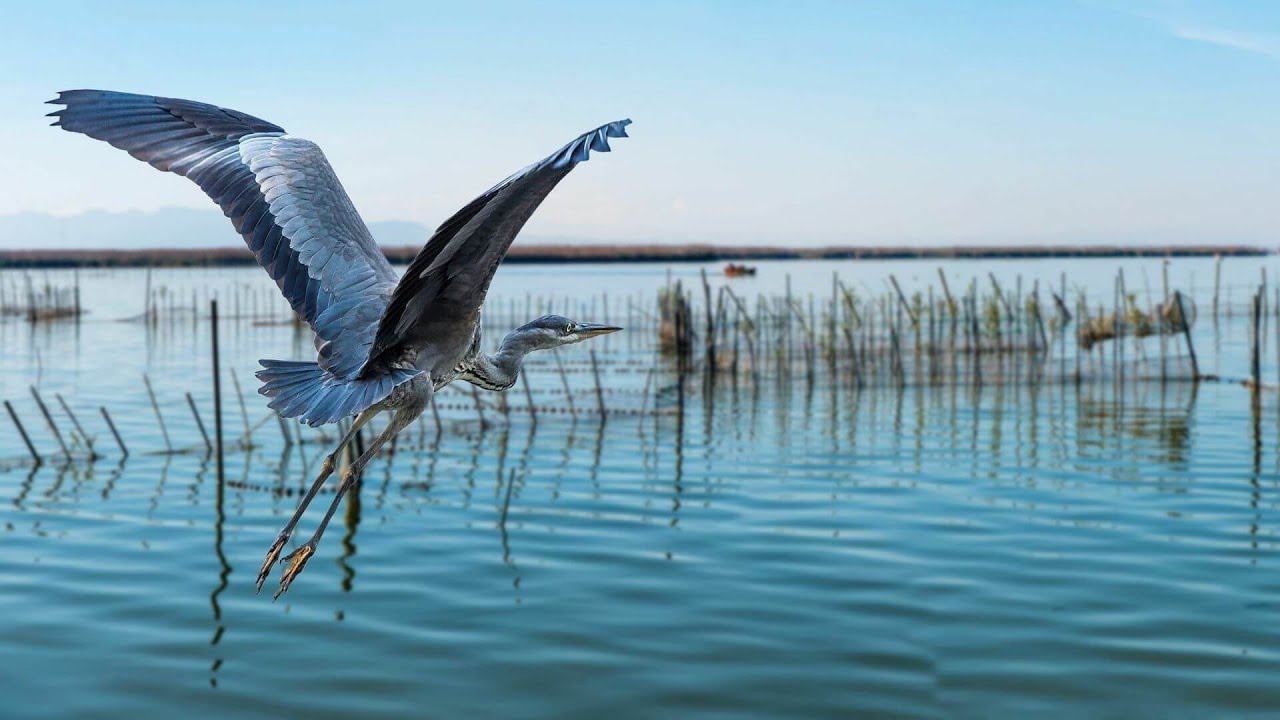 aves de la albufera de valencia
