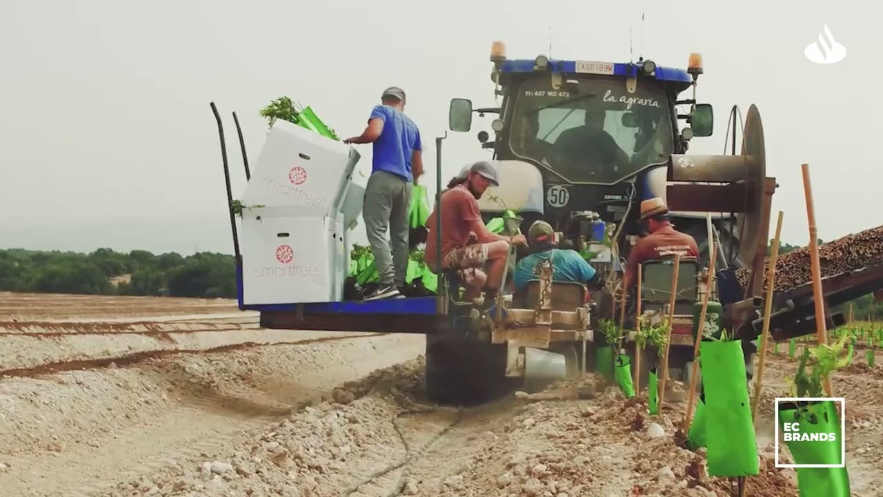clases de almendras en españa