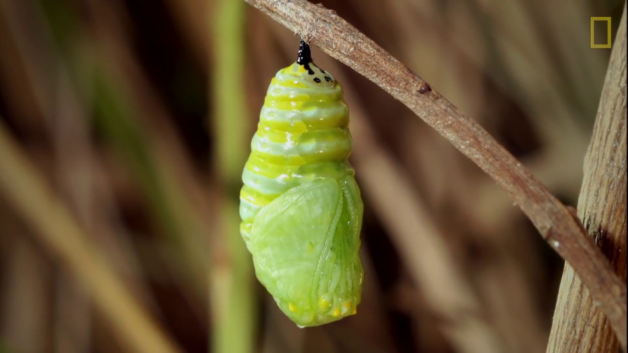 como se llama el cambio de oruga a mariposa