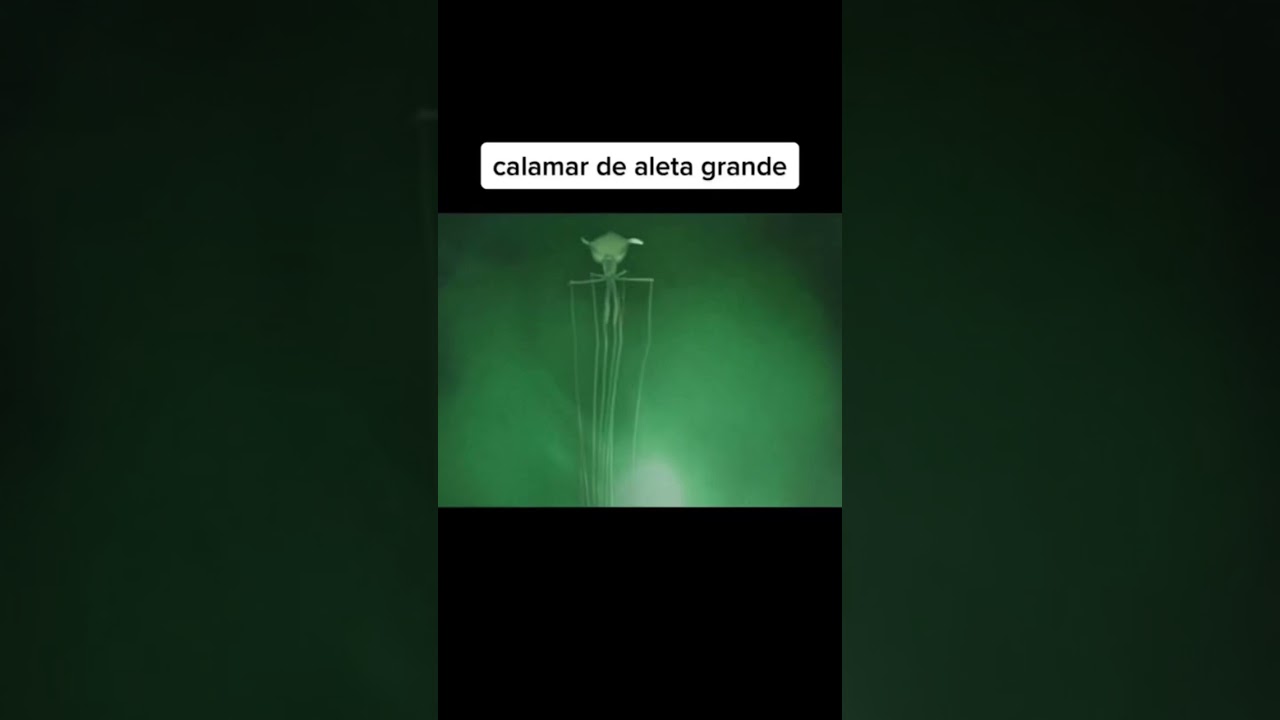 como se llama el miedo a las profundidades del mar