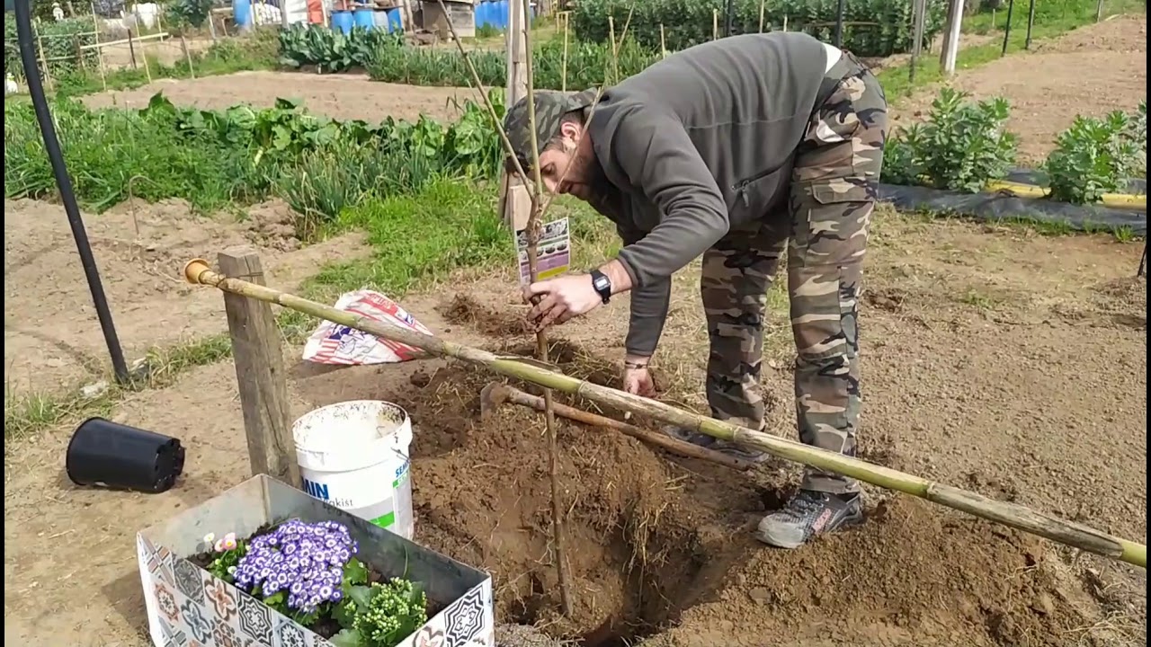 cuando plantar cerezos en españa