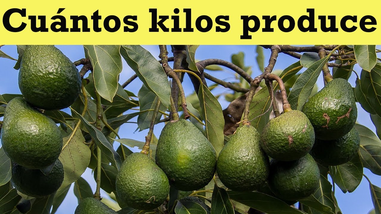 cuantos aguacates da un arbol
