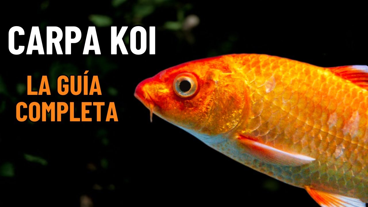 donde pescar carpas koi en españa