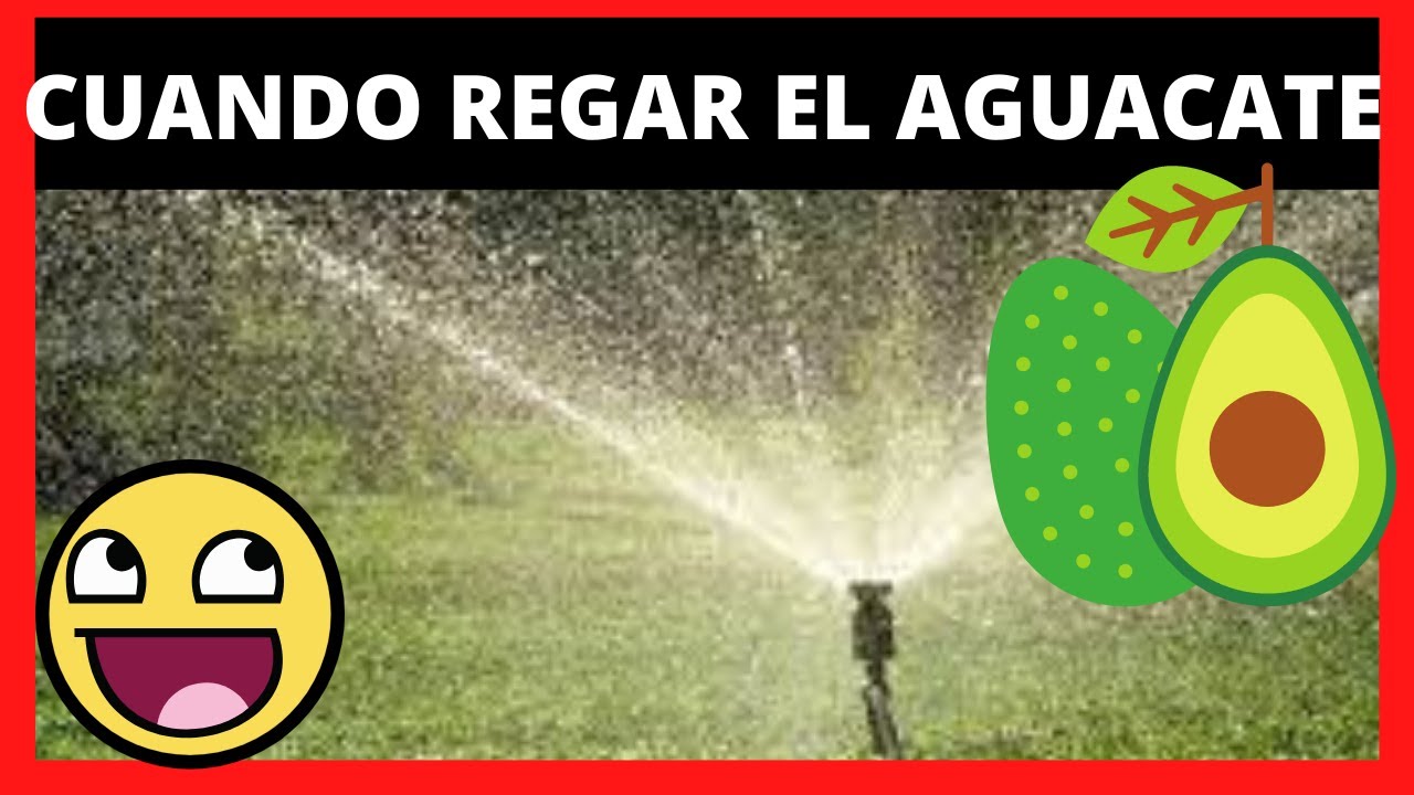 el aguacate necesita mucha agua