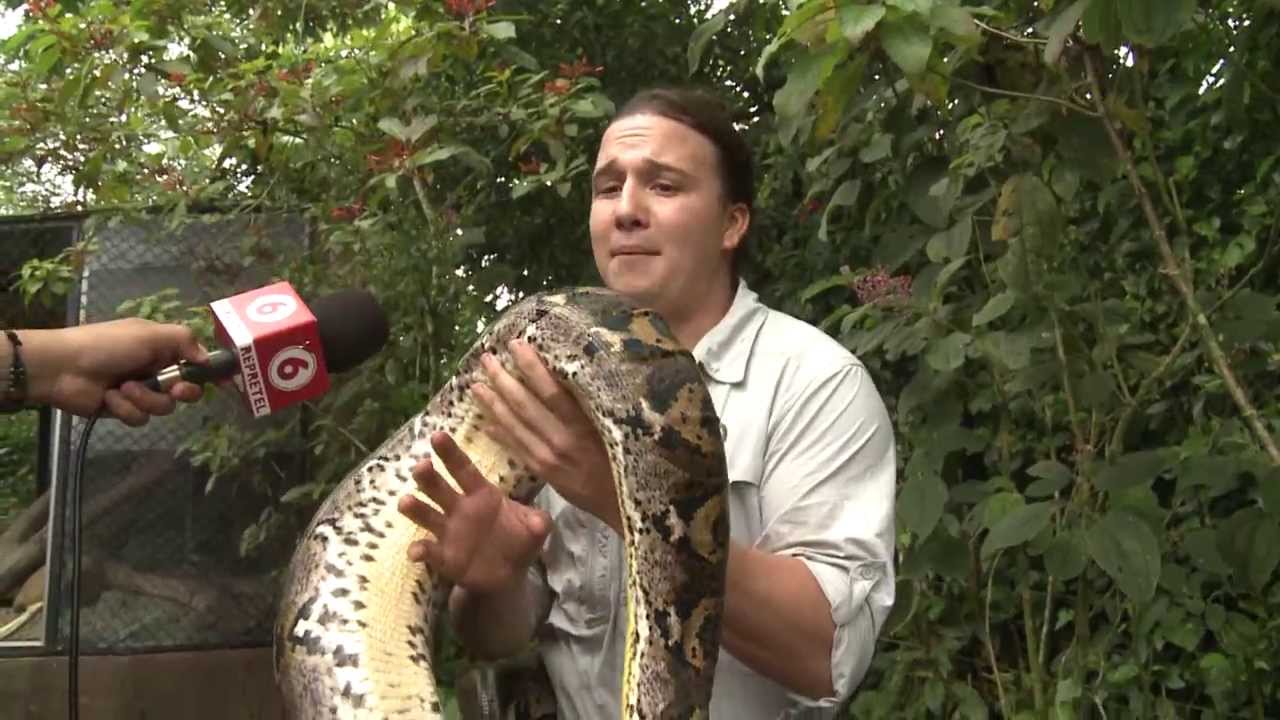 hay anacondas en costa rica