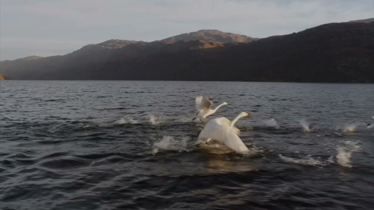 la conquista de los cielos de david attenborough