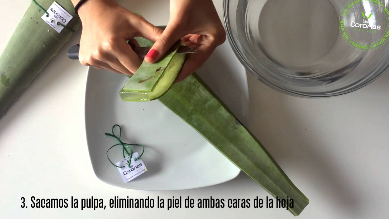 como cortar el aloe vera