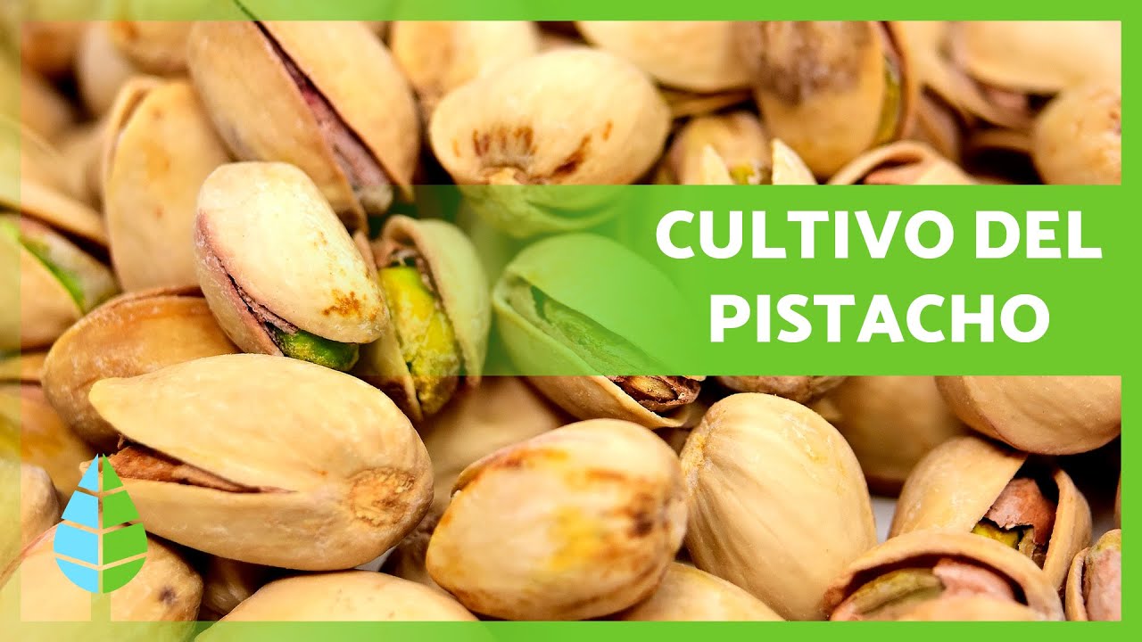 como se cultiva el pistacho