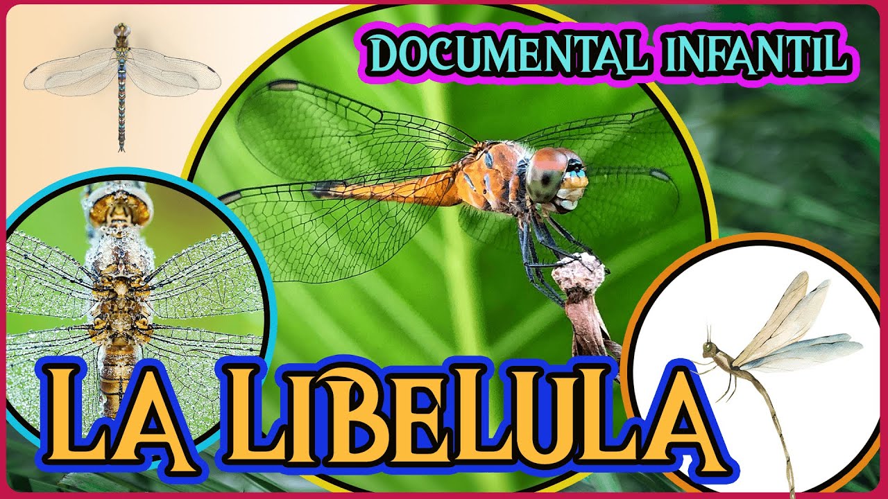 la libelula es un insecto