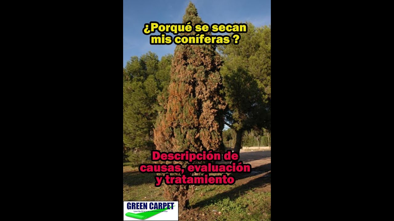 porque se mueren los pinos